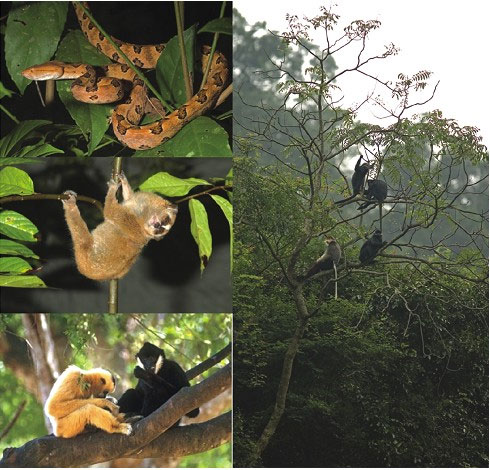 Một số loài động vật quý hiếm tại vườn quốc gia Phong Nha- Kẻ Bàng