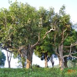 Rừng chè cổ thụ giữa núi rừng