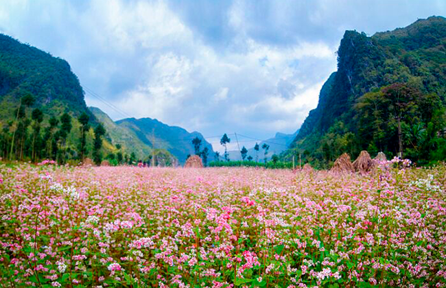 Mùa hoa tam giác mạch thơ mộng trên vùng đất Hà Giang