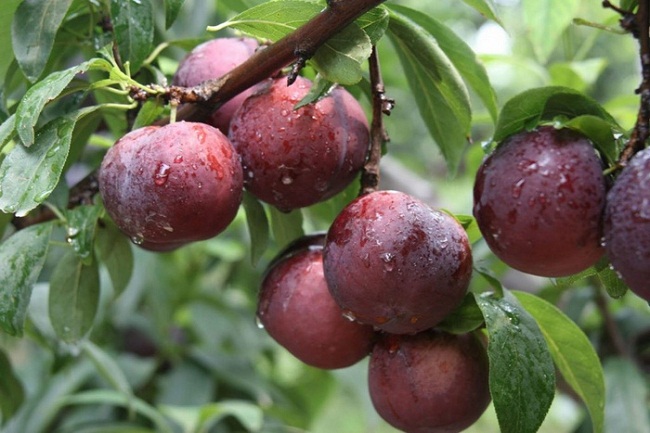 Đặc sản trái cây Sapa
